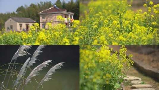 乡村 油菜花 农村 芦苇高清在线视频素材下载