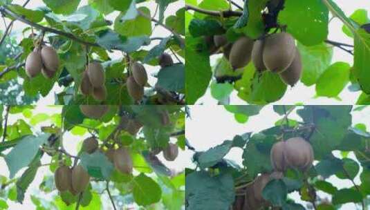 翠香猕猴桃种植基地高清在线视频素材下载
