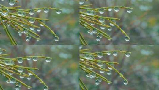 特写雨后大自然高清在线视频素材下载