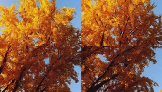 金色的银杏树高清在线视频素材下载