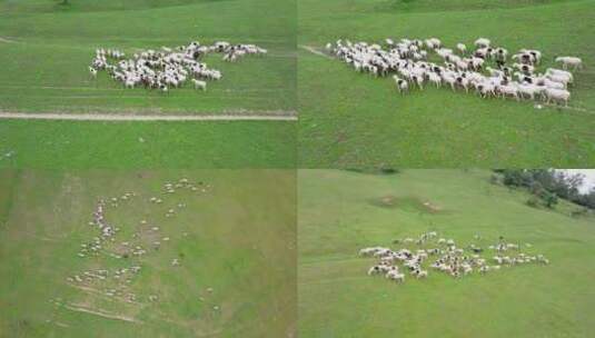 牧场 羊群 羊 羊肉 散养羊高清在线视频素材下载