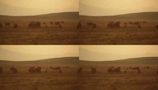 阳光明媚的科罗拉多草原上的美洲野牛群高清在线视频素材下载