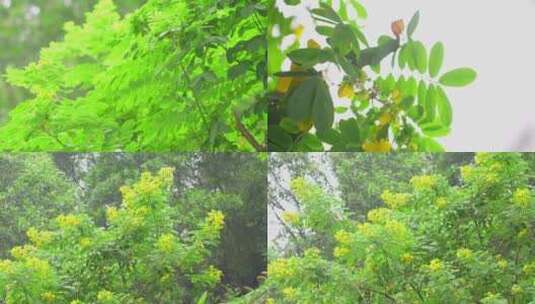 绿油油的黄槐决明树木开花高清在线视频素材下载