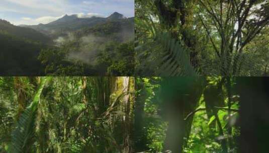 云南森林航拍植物植被自然风景晨曦云雾高清在线视频素材下载