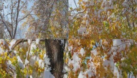 初冬大雪树木枫树黄枫冰雪融化高清在线视频素材下载