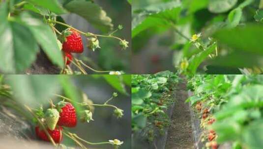 大棚有机草莓高清在线视频素材下载