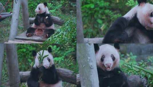 生病的大熊猫视频合集高清在线视频素材下载