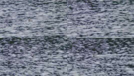 小鸭子在波光粼粼的湖水中戏水高清在线视频素材下载