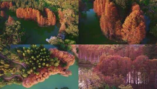 广州华南国家植物园冬日落羽杉航拍4K视频高清在线视频素材下载
