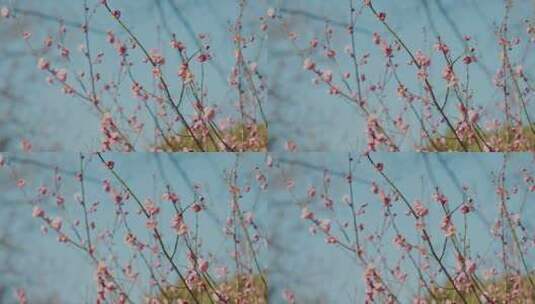 晴朗天气下西溪湿地盛开的梅花高清在线视频素材下载