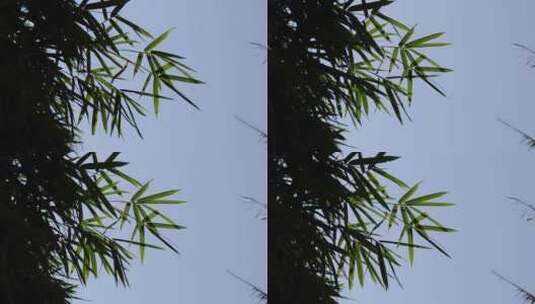 风中摇曳的竹叶高清在线视频素材下载