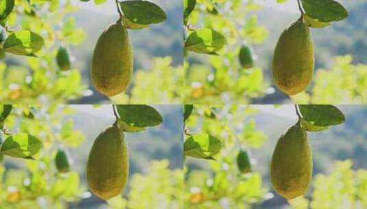 柠檬 香水柠檬种植高清在线视频素材下载