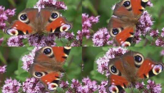 觅食的蝴蝶采蜜高清在线视频素材下载