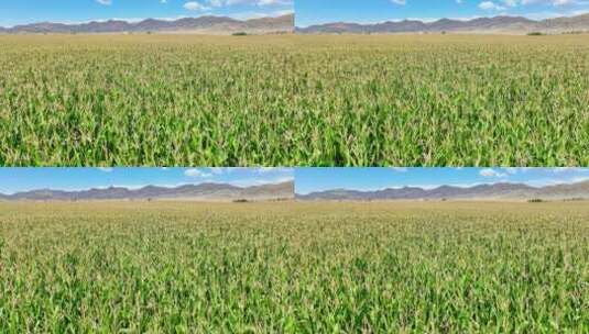 玉米种植基地高清在线视频素材下载