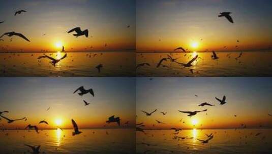 黄昏海面飞翔的海鸥高清在线视频素材下载
