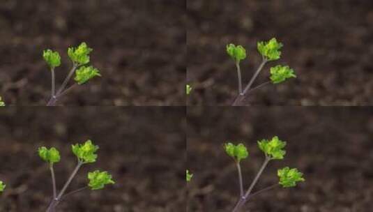 春天野生中药材猫爪草生长延时摄影高清在线视频素材下载