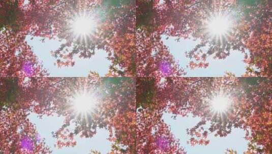 秋天阳光下红色的枫叶高清在线视频素材下载