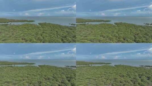 北海红树林区域高清在线视频素材下载