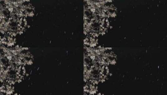 夜晚树枝飘雪1高清在线视频素材下载