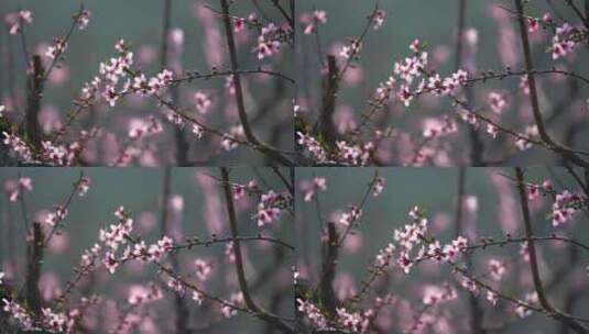 春天桃花盛开高清在线视频素材下载