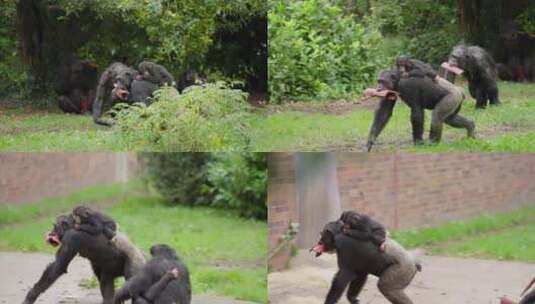 可爱的西方黑猩猩宝宝在雨中被家庭成员抱回高清在线视频素材下载