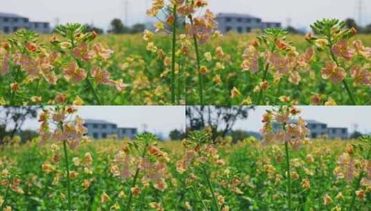 油菜花春天油菜花海油菜花田菜花花海高清在线视频素材下载