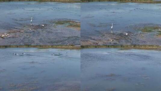 湿地河流野生鸟高清在线视频素材下载