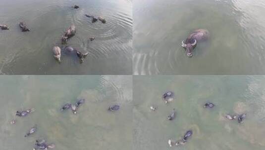 （合集）水牛 水牛在水里 夏天的水牛高清在线视频素材下载