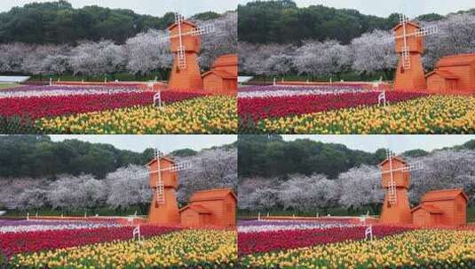 春天樱花郁金香花海风车春回大地空镜素材高清在线视频素材下载