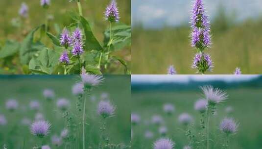 野生中药材硬毛夏枯草高清在线视频素材下载