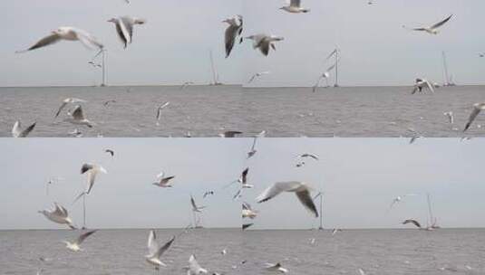 海鸥 海平线 蓝天 大海 群鸟高清在线视频素材下载