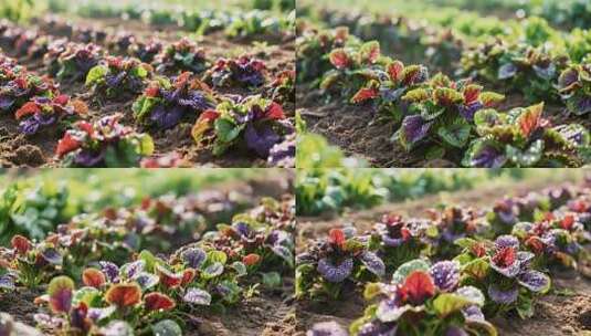 菜地彩色蔬菜特写高清在线视频素材下载