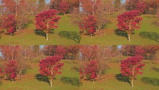 吉林花山溪谷枫树高清在线视频素材下载