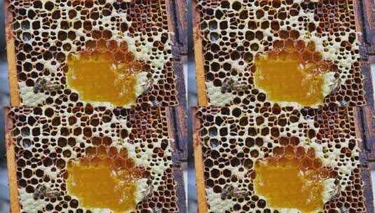 蜂巢蜂蜜与蜜蜂特写高清在线视频素材下载
