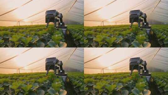 温室大棚内农业机器人作业高清在线视频素材下载