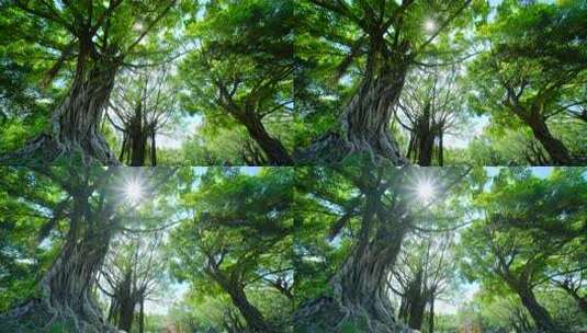 绿树成荫的夏日森林阳光穿透树林的自然风光高清在线视频素材下载