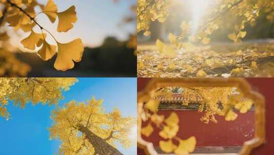 秋天立秋秋分秋季节气银杏叶合集高清在线视频素材下载