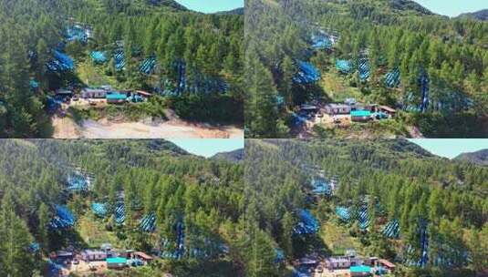 人参种植基地高清在线视频素材下载