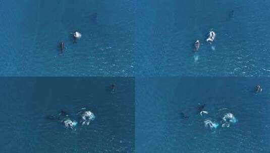 航拍大海海豚游泳玩乐嬉戏高清在线视频素材下载