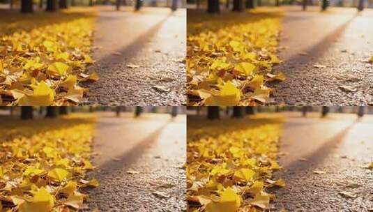 铺满银杏落叶的道路高清在线视频素材下载
