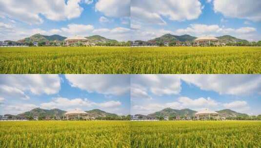 青山绿水美丽航民村田园广场水稻延时摄影高清在线视频素材下载