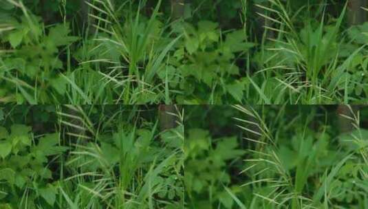 特写绿色野草的茎高清在线视频素材下载
