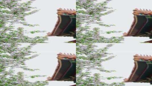 实拍升格北京故宫博物院内绽放的海棠花竖屏高清在线视频素材下载