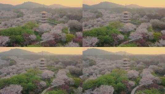 武汉东湖樱花园春天日出朝霞航拍高清在线视频素材下载