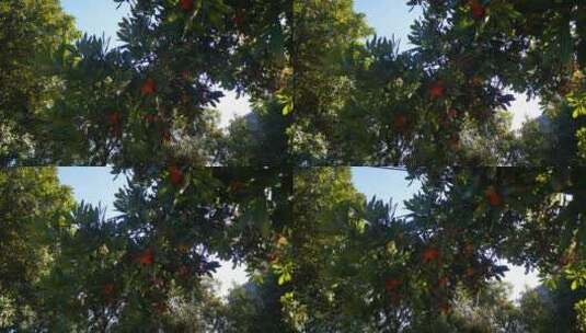 实拍成熟杨梅水果植物高清在线视频素材下载