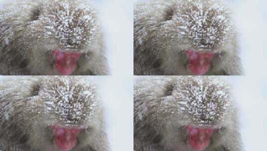 猴子在雪地里吃雪高清在线视频素材下载
