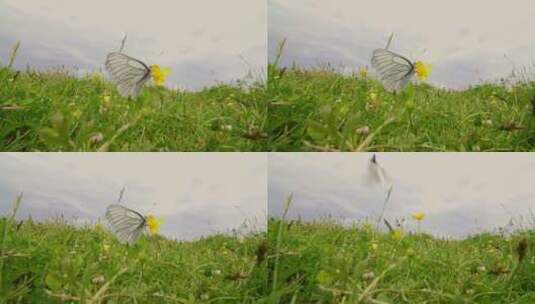 花丛上的蝴蝶高清在线视频素材下载
