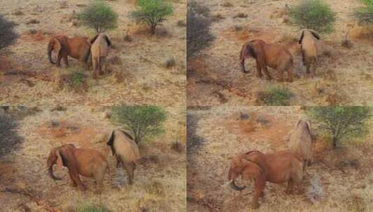 高角度拍摄非洲象高清在线视频素材下载