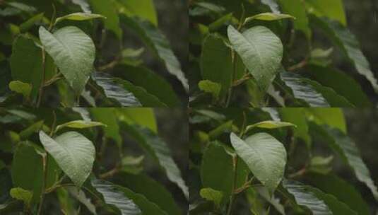 绿叶上的雨水高清在线视频素材下载