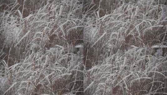 被雪覆盖的植物高清在线视频素材下载